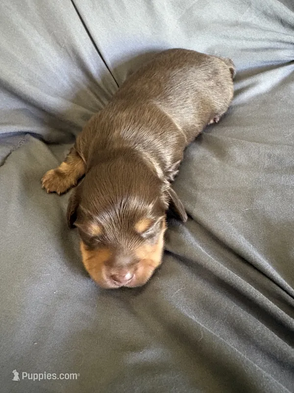 Milky Way – Miniature Dachshund puppy for sale in Oregon, IL