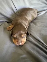 Milky Way, a male Miniature Dachshund for sale in Oregon, IL – 1 of 4