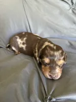 Snickers , a male Miniature Dachshund for sale in Oregon, IL – 1 of 5