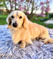 Milky Way, a male Miniature Dachshund for sale in Oregon, IL – 2 of 4