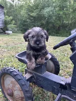 Meadow, a female Miniature Schnauzer and Yorkshire Terrier for sale in Hickory, NC – Photo 5 of 7