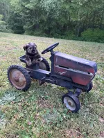 Meadow, a female Miniature Schnauzer and Yorkshire Terrier for sale in Hickory, NC – Photo 7 of 7