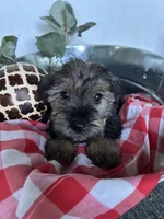 Meadow, a female Miniature Schnauzer and Yorkshire Terrier for sale in Hickory, NC – Photo 4 of 7