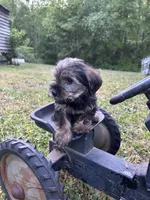Meadow, a female Miniature Schnauzer and Yorkshire Terrier for sale in Hickory, NC – Photo 6 of 7