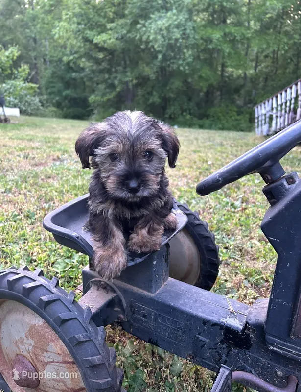 Meadow – Miniature Schnauzer, Yorkshire Terrier puppy for sale in Hickory, NC