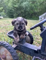 Meadow, a female Miniature Schnauzer and Yorkshire Terrier for sale in Hickory, NC – Photo 1 of 7