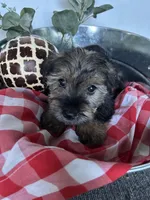 Meadow, a female Miniature Schnauzer and Yorkshire Terrier for sale in Hickory, NC – Photo 2 of 7