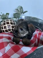 Meadow, a female Miniature Schnauzer and Yorkshire Terrier for sale in Hickory, NC – Photo 3 of 7
