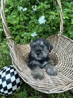 Eeyore, a female Miniature Schnauzer and Yorkshire Terrier for sale in Hickory, NC – Photo 4 of 8