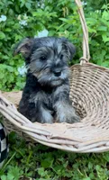 Eeyore, a female Miniature Schnauzer and Yorkshire Terrier for sale in Hickory, NC – Photo 2 of 8