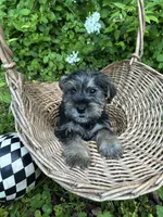 Eeyore, a female Miniature Schnauzer and Yorkshire Terrier for sale in Hickory, NC – Photo 6 of 8
