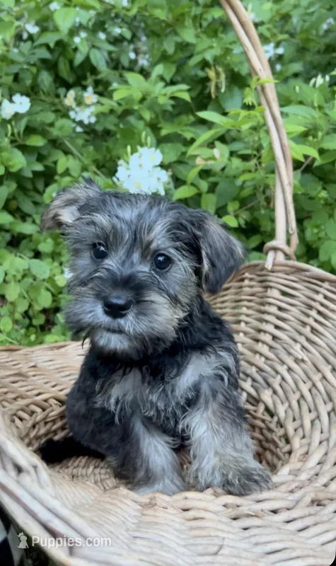 Eeyore – Miniature Schnauzer, Yorkshire Terrier puppy for sale in Hickory, NC