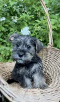Eeyore, a female Miniature Schnauzer and Yorkshire Terrier for sale in Hickory, NC – Photo 1 of 8