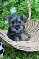 Eeyore, a female Miniature Schnauzer and Yorkshire Terrier for sale in Hickory, NC – Photo 3 of 8