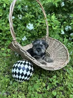 Eeyore, a female Miniature Schnauzer and Yorkshire Terrier for sale in Hickory, NC – Photo 7 of 8