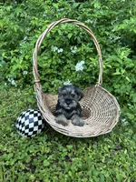 Eeyore, a female Miniature Schnauzer and Yorkshire Terrier for sale in Hickory, NC – Photo 8 of 8
