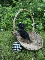 Rue, a female Miniature Schnauzer and Yorkshire Terrier for sale in Hickory, NC – Photo 2 of 7