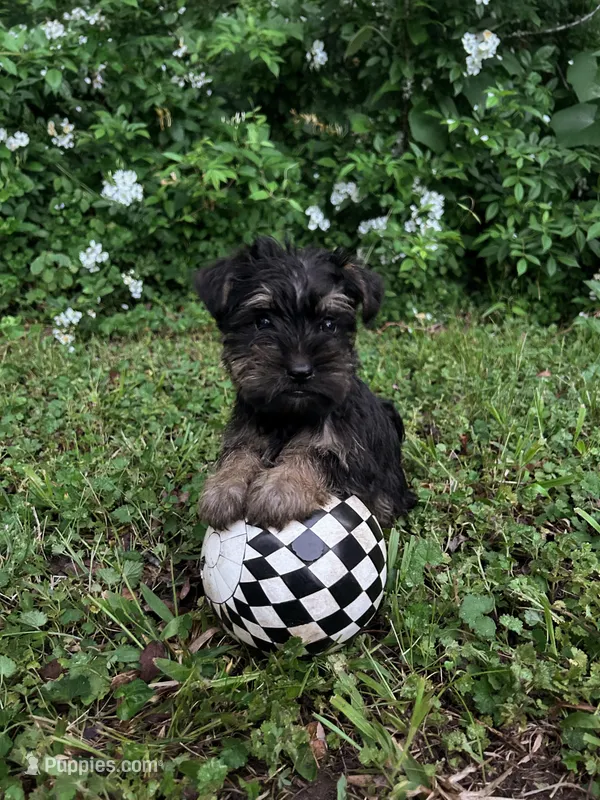 Rue – Miniature Schnauzer, Yorkshire Terrier puppy for sale in Hickory, NC