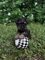 Rue, a female Miniature Schnauzer and Yorkshire Terrier for sale in Hickory, NC – Photo 1 of 7