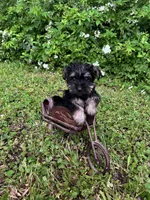 Rue, a female Miniature Schnauzer and Yorkshire Terrier for sale in Hickory, NC – Photo 7 of 7