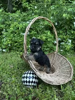 Rue, a female Miniature Schnauzer and Yorkshire Terrier for sale in Hickory, NC – Photo 4 of 7
