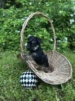 Rue, a female Miniature Schnauzer and Yorkshire Terrier for sale in Hickory, NC – Photo 3 of 7