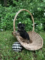 Rue, a female Miniature Schnauzer and Yorkshire Terrier for sale in Hickory, NC – Photo 6 of 7