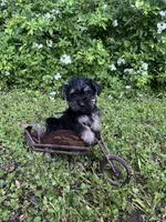 Rue, a female Miniature Schnauzer and Yorkshire Terrier for sale in Hickory, NC – Photo 5 of 7