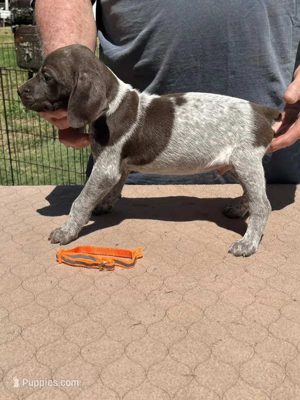 Orange boy – German Shorthaired Pointer puppy for sale in Pelzer, SC