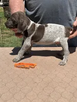 Orange boy, a male German Shorthaired Pointer for sale in Pelzer, SC – 1 of 8