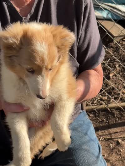 Lassie, a female Shetland Sheepdog for sale in Pelzer, SC – 5 of 10