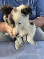 Pipi, a female Shetland Sheepdog for sale in Pelzer, SC – 4 of 9