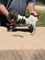 Green Boy, a male German Shorthaired Pointer for sale in Pelzer, SC – 3 of 10