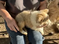 Lassie, a female Shetland Sheepdog for sale in Pelzer, SC – 3 of 10