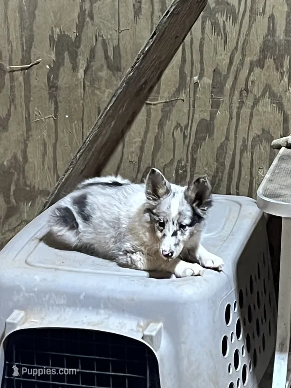 Blue – Shetland Sheepdog puppy for sale in Pelzer, SC