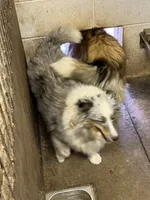 Laddie, a male Shetland Sheepdog for sale in Pelzer, SC – 6 of 9