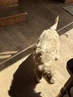 Mo, a male Labradoodle for sale in Pelzer, SC – Photo 2 of 5