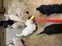 Mo, a male Labradoodle for sale in Pelzer, SC – Photo 3 of 5