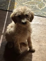 Mo, a male Labradoodle for sale in Pelzer, SC – Photo 1 of 5