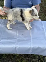Blue two, a female Shetland Sheepdog for sale in Pelzer, SC – 5 of 9