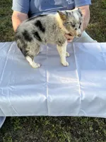 Blue, a male Shetland Sheepdog for sale in Pelzer, SC – 6 of 10