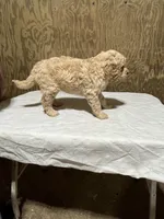 Jack, a male Labradoodle for sale in Pelzer, SC – Photo 3 of 6