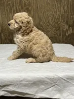 Jack, a male Labradoodle for sale in Pelzer, SC – Photo 6 of 6