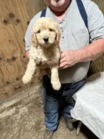 Jack, a male Labradoodle for sale in Pelzer, SC – Photo 2 of 6