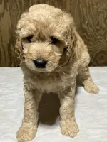 Jack, a male Labradoodle for sale in Pelzer, SC – Photo 1 of 6