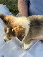 Laddie, a male Shetland Sheepdog for sale in Pelzer, SC – 4 of 9