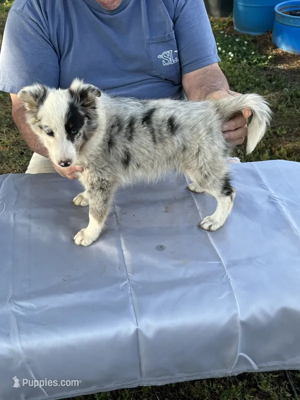 Blue two – Shetland Sheepdog puppy for sale in Pelzer, SC