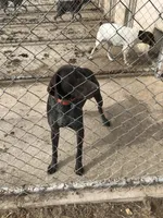 Neon boy , a male German Shorthaired Pointer for sale in Pelzer, SC – 6 of 7