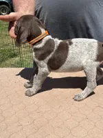 Orange boy, a male German Shorthaired Pointer for sale in Pelzer, SC – 2 of 8