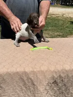 Neon boy , a male German Shorthaired Pointer for sale in Pelzer, SC – 2 of 7